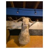 FERAL GOAT TAXIDERMY SHOULDER MOUNT