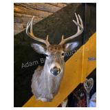 WHITETAIL DEER TAXIDERMY SHOULDER MOUNT