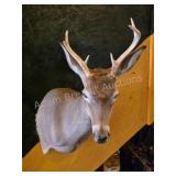 WHITETAIL DEER TAXIDERMY SHOULDER MOUNT