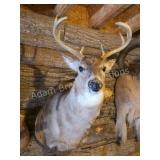 WHITETAIL DEER PLAQUE MOUNTED SHOULDER MOUNT