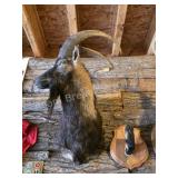 IBEX TAXIDERMY SHOULDER MOUNT AND HOOF PLAQUE