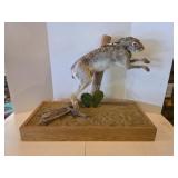 TEXAS JACKRABBIT FULL BODY TAXIDERMY MOUNT