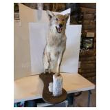COYOTE FULL BODY TAXIDERMY MOUNT