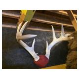 WHITETAIL DEER ANTLER PLAQUE MOUNT