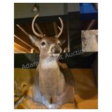 WHITETAIL DEER TAXIDERMY SHOULDER MOUNT ON