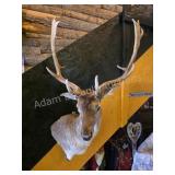 FALLOW DEER TAXIDERMY SHOULDER MOUNT