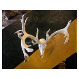NON-TYPICAL WHITETAIL DEER EUROPEAN SKULL