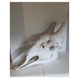 GIRAFFE SKULL TROPHY SPECIMEN