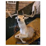 FALLOW DEER PEDESTAL WALL TAXIDERMY MOUNT