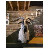 SPANISH GOAT TAXIDERMY SHOULDER MOUNT