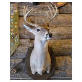 WHITETAIL DEER PLAQUE MOUNTED SHOULDER MOUNT