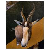 BLESBOK ANTELOPE TAXIDERMY SHOULDER MOUNT