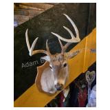 WHITETAIL DEER TAXIDERMY SHOULDER MOUNT ON