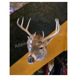 WHITETAIL DEER TAXIDERMY SHOULDER MOUNT