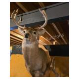WHITETAIL DEER TAXIDERMY SHOULDER MOUNT ON WOODEN