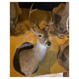 WHITETAIL DEER TAXIDERMY SHOULDER MOUNT ON