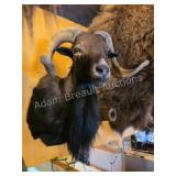 BLACK HAWAIIAN RAM TAXIDERMY SHOULDER MOUNT