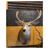 WHITETAIL DEER TAXIDERMY SHOULDER MOUNT