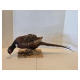 Ringneck pheasant full body mount
