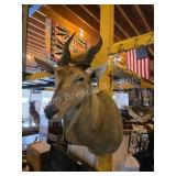 AFRICAN ELAND TAXIDERMY SHOULDER MOUNT