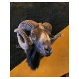 BLACK HAWAIIAN / MOUFLON RAM TAXIDERMY SHOULDER