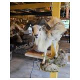 CORSICAN RAM WALL PEDESTAL TAXIDERMY MOUNT