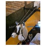 GEMSBOK ORYX TAXIDERMY SHOULDER MOUNT