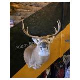 WHITETAIL DEER TAXIDERMY SHOULDER MOUNT