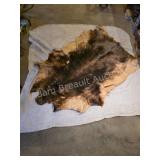 Huge wild boar full animal hide