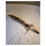 Coyote full hide