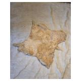 Partial Feral goat hide