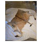 Partial Eland animal hide with hooves