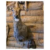 NILGAI TAXIDERMY SHOULDER MOUNT AND HOOF