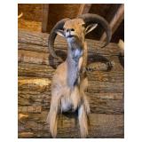 AOUDAD BARBARY SHEEP TAXIDERMY MOUNT