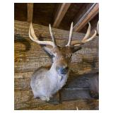 FALLOW DEER TAXIDERMY SHOULDER MOUNT