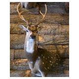 AXIS DEER TAXIDERMY SHOULDER MOUNT