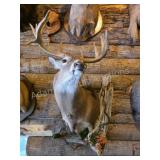 LARGE WHITETAIL DEER WALL HABITAT MOUNT