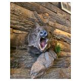 JAVELINA PECCARY TAXIDERMY SHOULDER MOUNTUp for