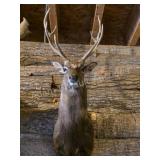 SIKA DEER TAXIDERMY SHOULDER MOUNTUp for online