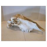 Professionally Cleaned Skull