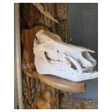Wild boar skull on wooden plaque