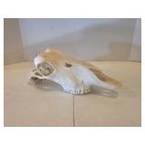 Professionally Cleaned Skull
