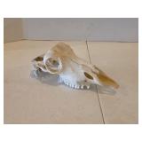 Professionally Cleaned Skull