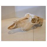 Professionally Cleaned Skull