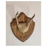 Whitetail deer antlers with custom wooden plaque