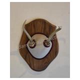 Whitetail deer antlers with custom wooden plaque