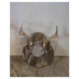 Whitetail deer antlers with custom wooden plaque