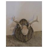 Whitetail deer antlers with custom wooden plaque