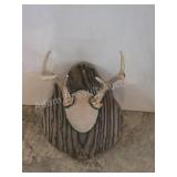 Whitetail deer antlers with custom wooden plaque