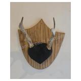 Whitetail deer antlers with custom wooden plaque